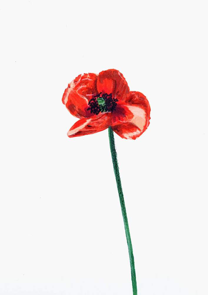 How To Draw A Poppy Flower Simple & Realistic StepByStep